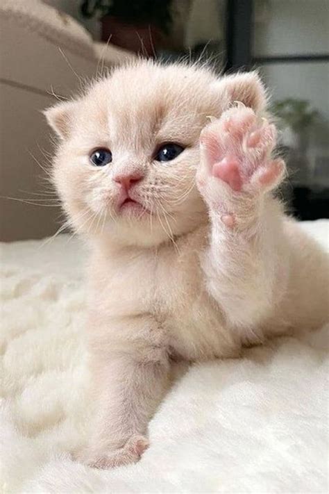 kitten pinterest